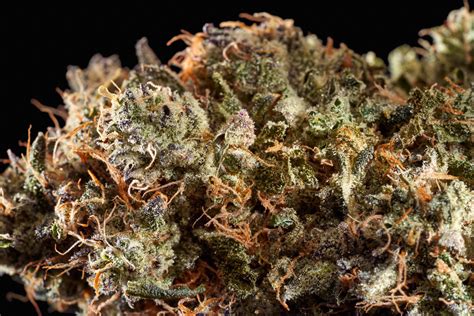Strain description Gelato orig Thin Mint GSC x Sunset Sherbert is a relaxing hybrid, with one-of-a-kind sweet and earthy flavors. . Lavender gelato strain allbud